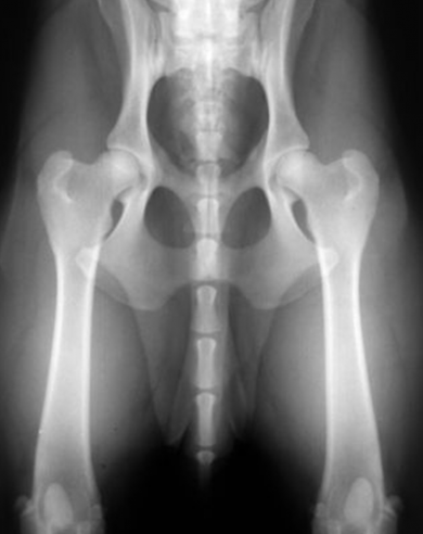 Koiran lonkat röntgenkuvassa