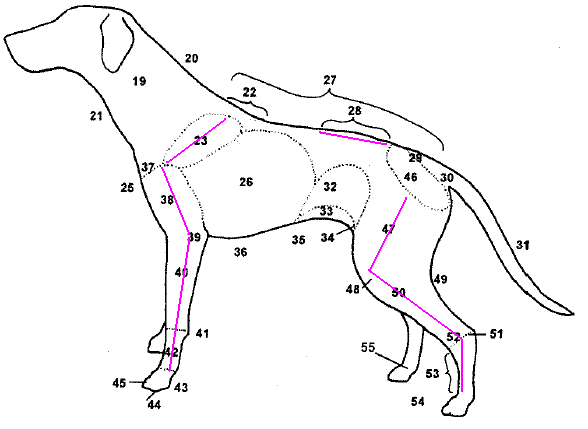 Koiran anatomia