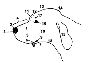 Koiran anatomia, pää