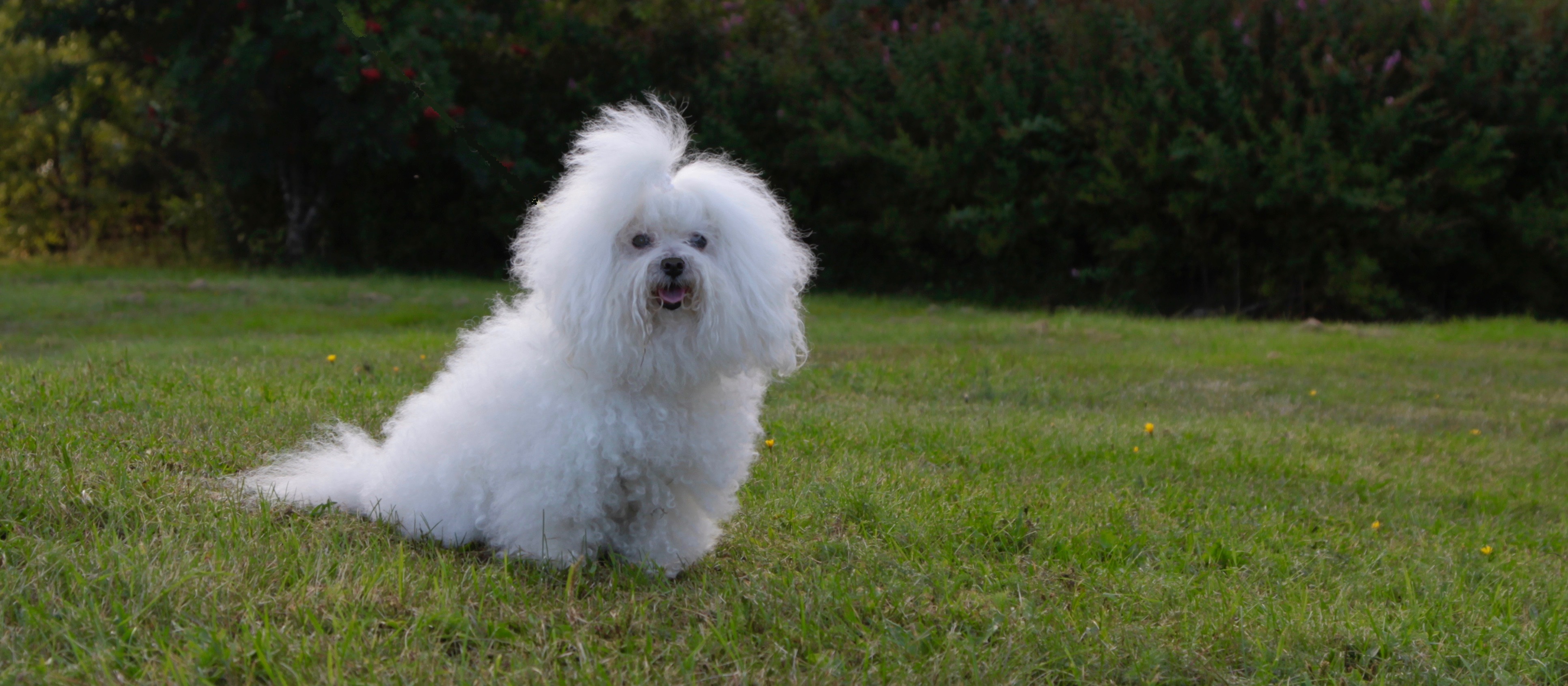 Bolognese Hankikoira