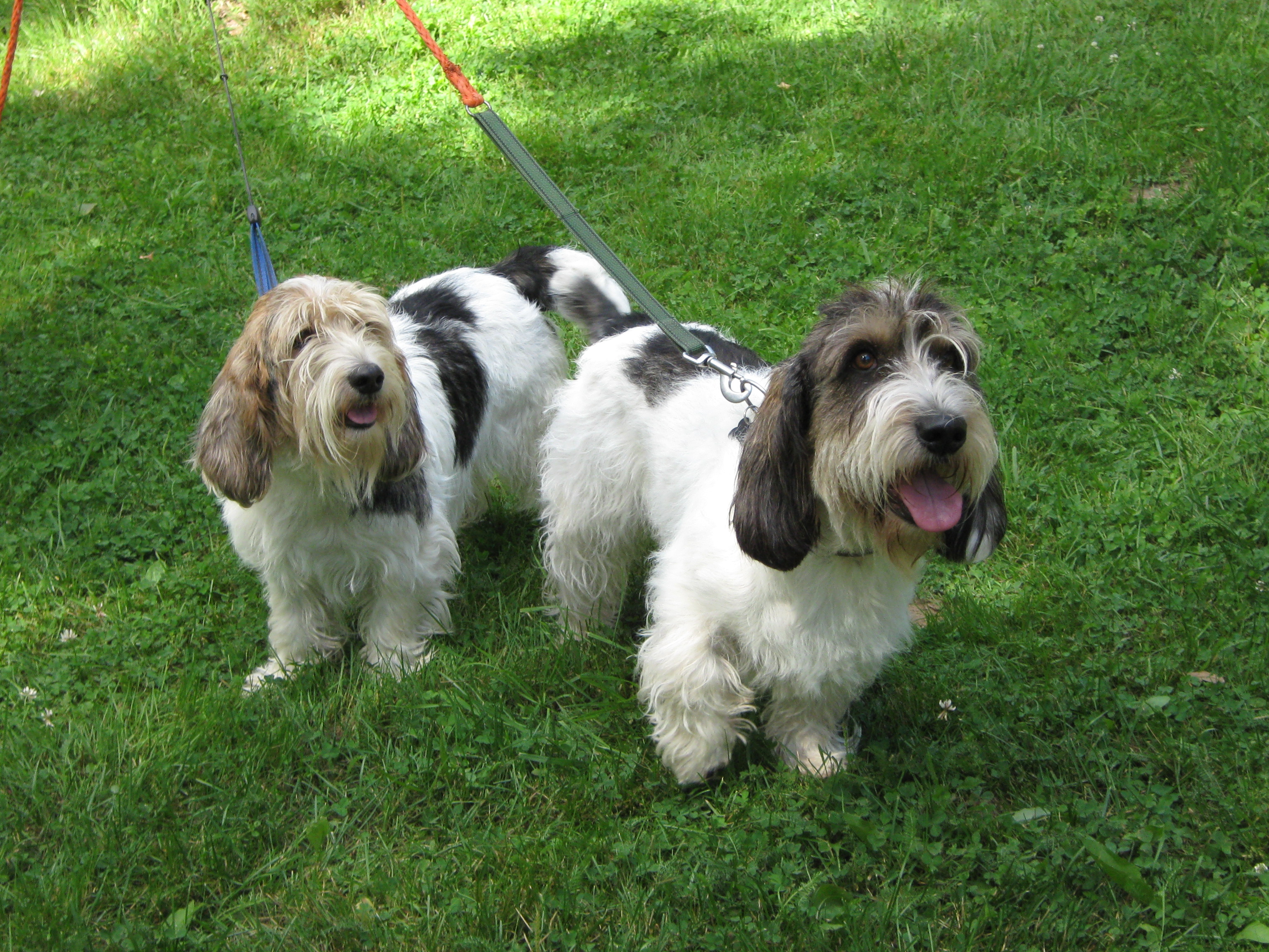 Griffon basset hot sale petit