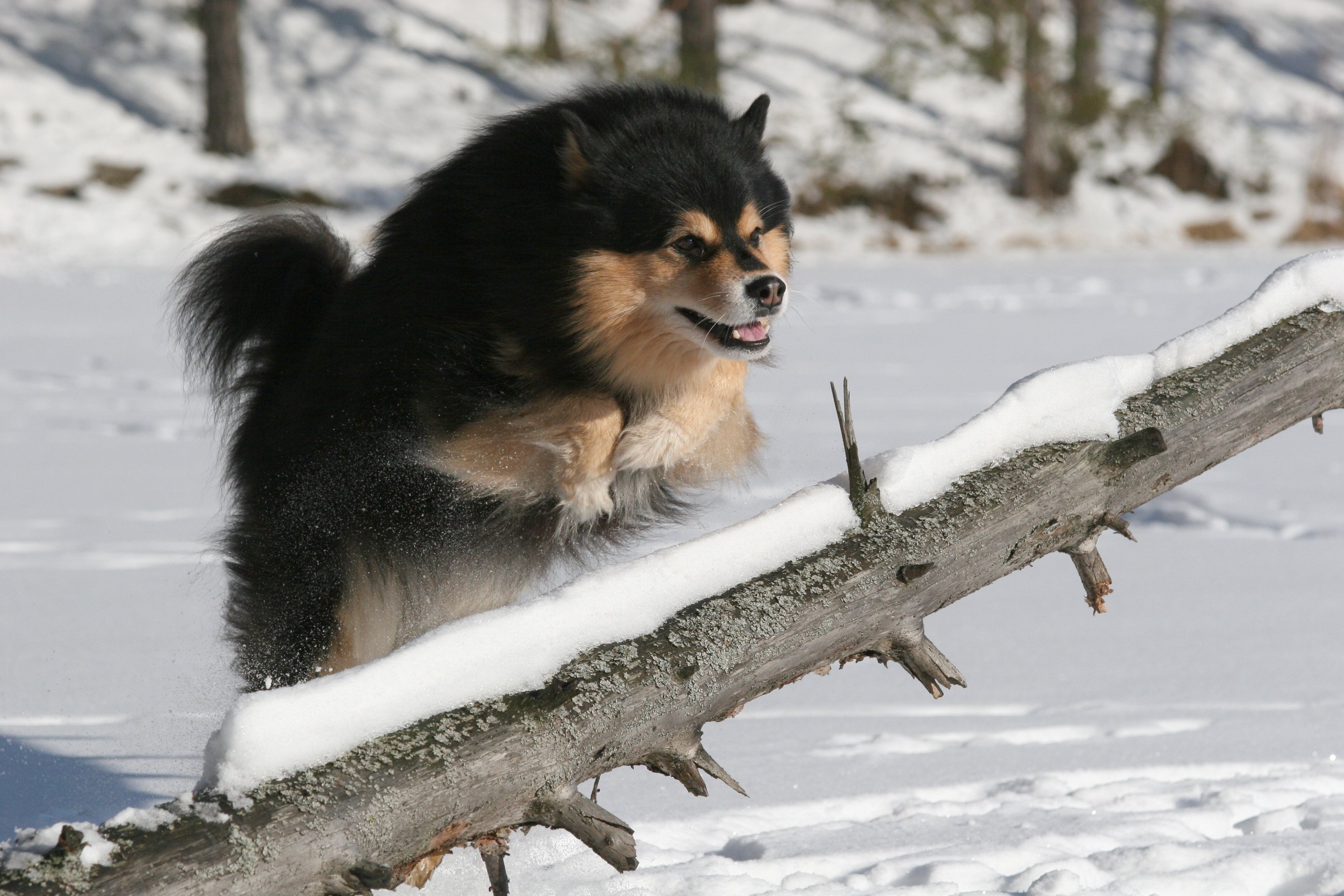 The Suomenlapinkoira: A Beautiful and Loyal Companion 8 Feed For Suomenlapinkoira