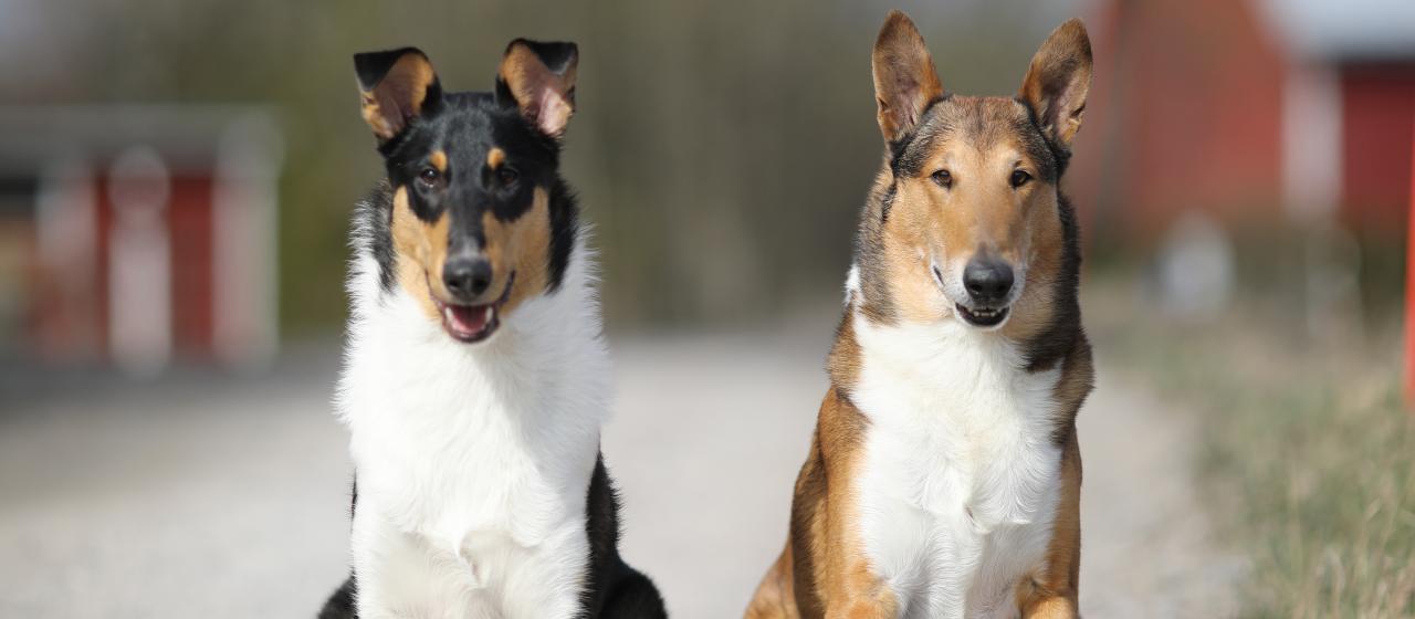 Collie, sileäkarvainen