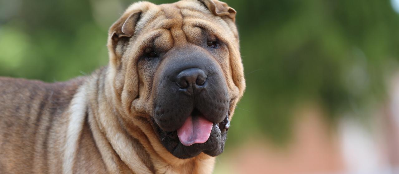 Shar pei pää