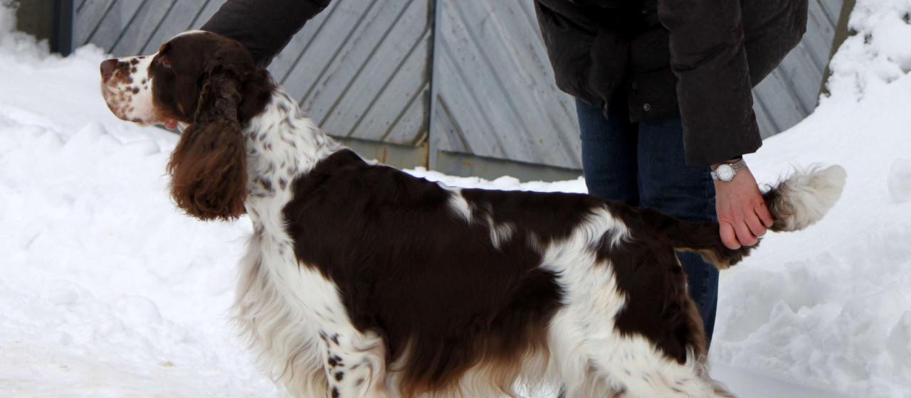 Englanninspringerspanieli seisoo
