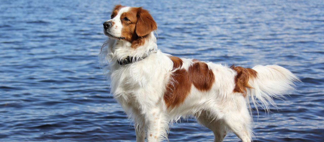 103--kooikerhondje_2--main.JPG