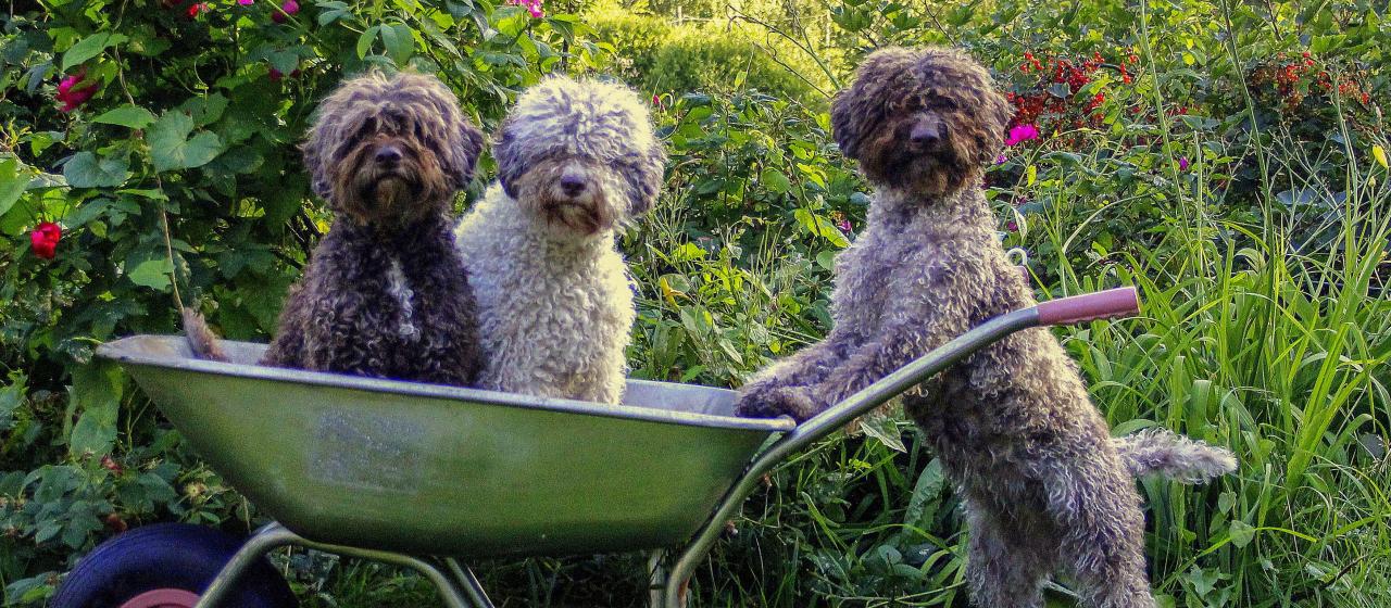 Lagotto romagnolo | Hankikoira