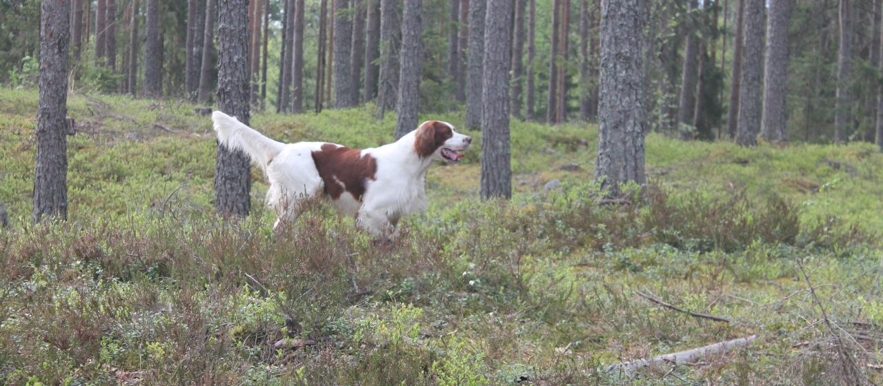 113--luksu_metsässä--main.jpg 113--luksu_metsässä--main.jpg