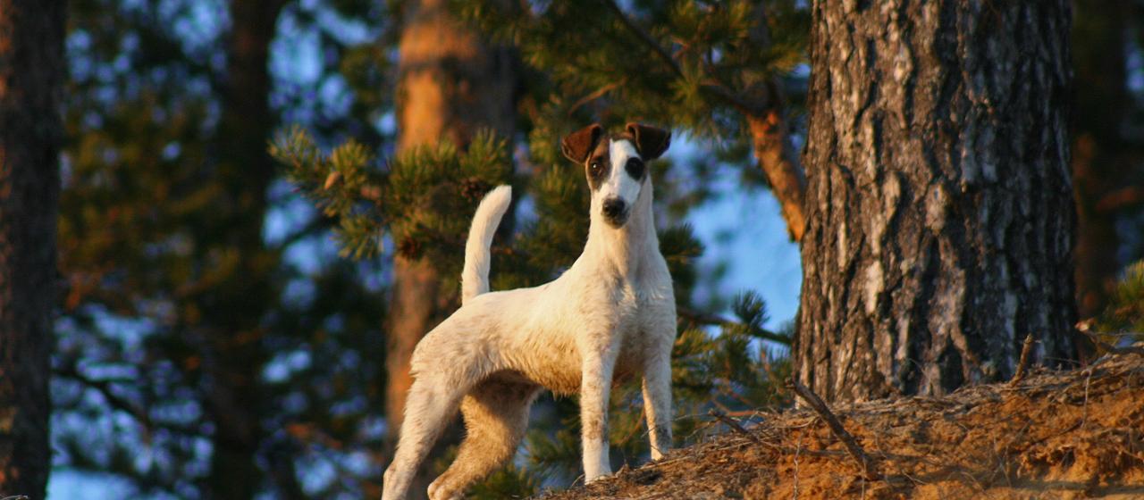 494--SKkettuterrieriPulmu--Sari_Laitinen.jpg 494--SKkettuterrieriPulmu--Sari_Laitinen.jpg