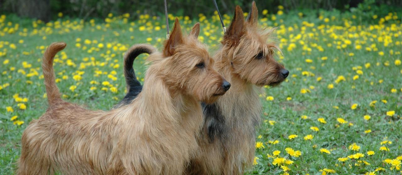 166-australianterrierit.jpg