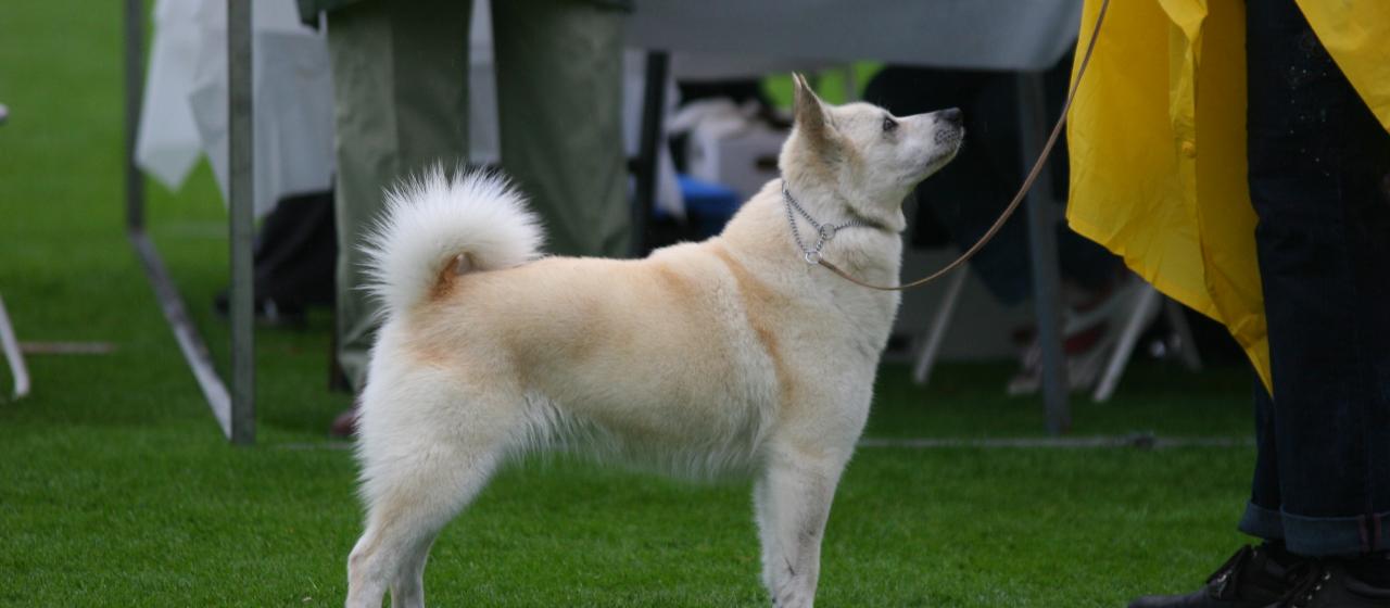 buhund_sateisessa_nayttelyssa_kuva_petri_hallberg.jpg buhund_sateisessa_nayttelyssa_kuva_petri_hallberg.jpg