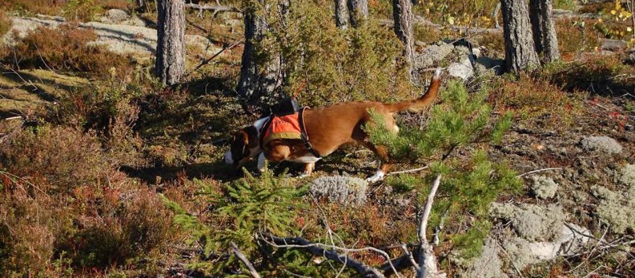 dreeveri_metsassa_syksylla.jpg dreeveri_metsassa_syksylla.jpg