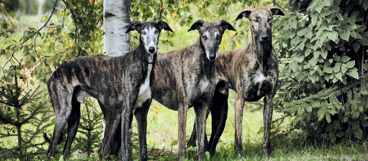 galgo_photo_dalton_crw_2984a.jpg galgo_photo_dalton_crw_2984a.jpg
