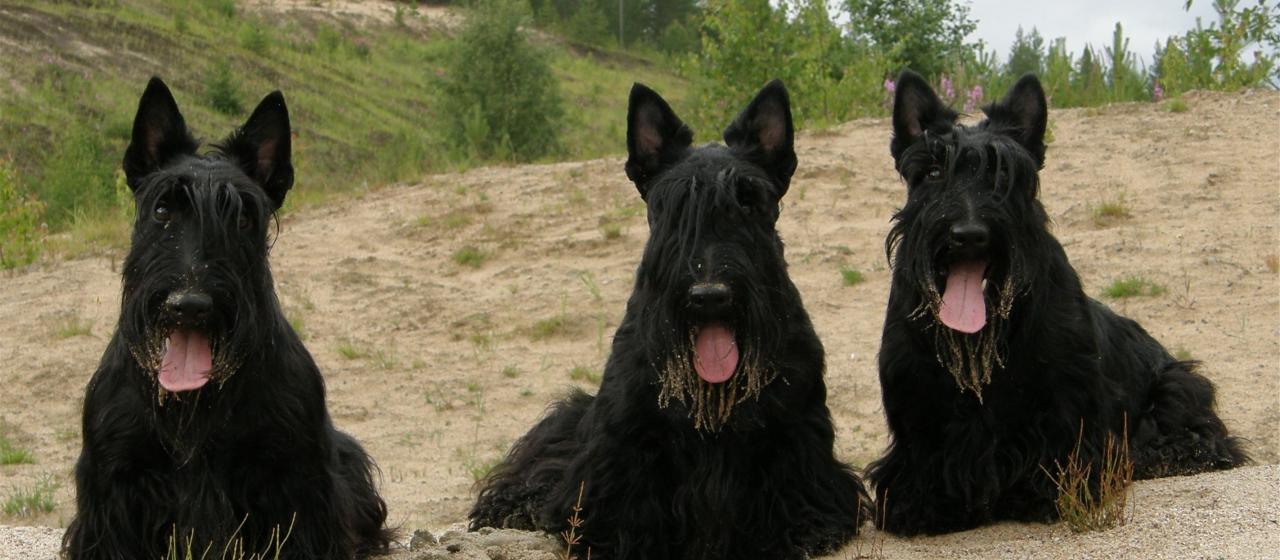 skotti2.jpg skotti2.jpg