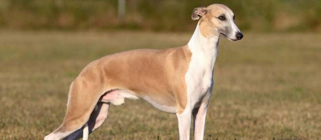 whippet_stacked.jpg