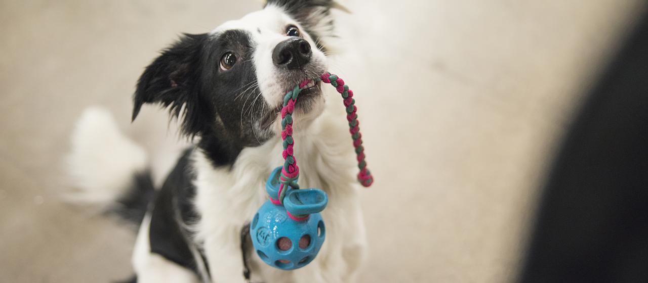 4_bordercollie_idaphotos_pien.jpg 4_bordercollie_idaphotos_pien.jpg