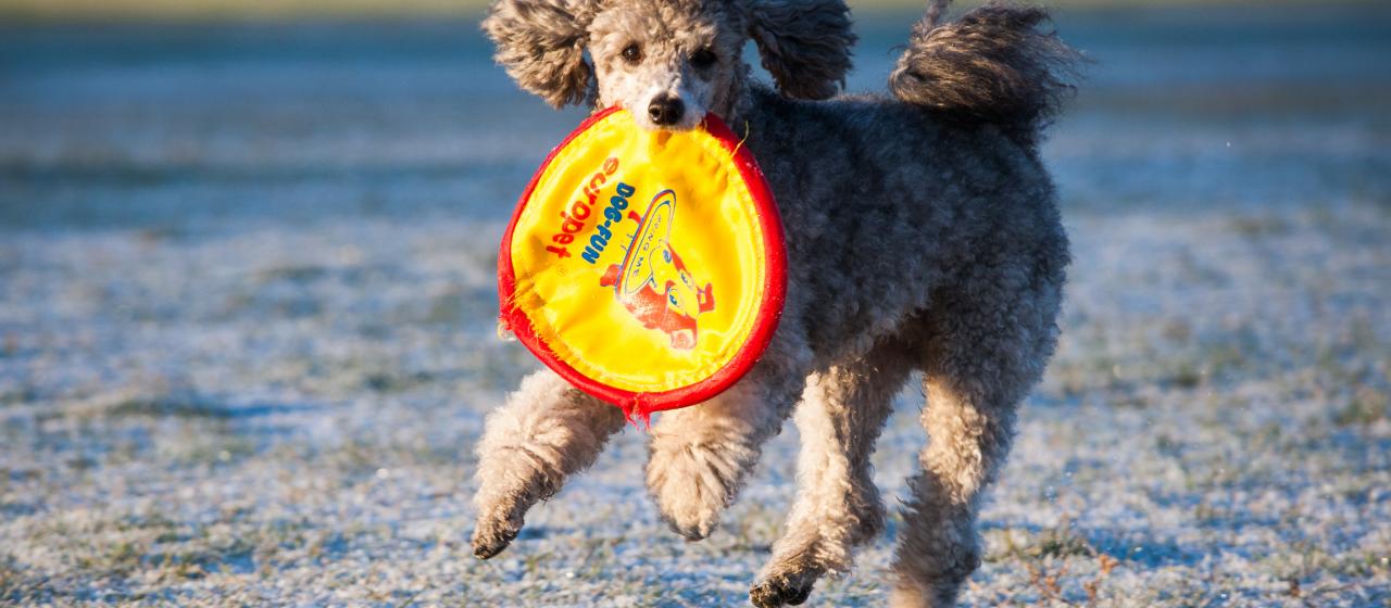frisbee_jukkapatynen_2013.jpg frisbee_jukkapatynen_2013.jpg