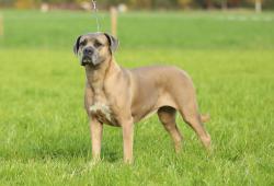 cane corso