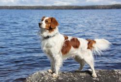 103--kooikerhondje_2--main.JPG