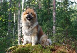 30--eurasier3.jpg