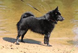 313--schipperke10007--main.jpg