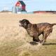 Cane Corso juoksee