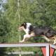 collie, pitkäkarvainen, agility