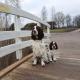 Englanninspringerspanielit sillalla