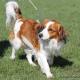 103--kooikerhondje_1.jpg