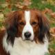 103--kooikerhondje_4.JPG