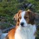 103--kooikerhondje_6.JPG