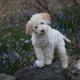 108--lagotto--Hertta_Hiltunen.jpg