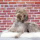 108--lagotto--Janne_Ahola.jpg