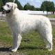 225--Kuvasz1_uros.jpg