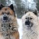 30--eurasier.jpg