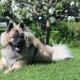 30--eurasier11.jpg