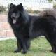 30--eurasier2.jpg