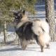 30--eurasier4.jpg