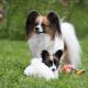 310--Papillon_aikuinen_pentu--Jaana_Airola.jpg