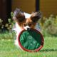 310--Papillon_frisbee--Lotte_Sinivaara.jpg