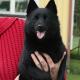 313--schipperke.jpg