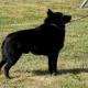 313--schipperke1003.jpg