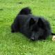 313--schipperke1009.jpg