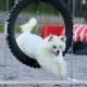 agility170613_170.jpg