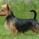 australianterrier-blue-tan.jpg