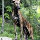 galgo_photo_dalton_mg_4542.jpg