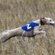 whippet_lure_coursing.jpg