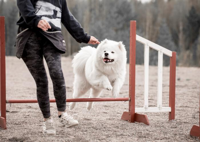 Samojedinkoira, agility