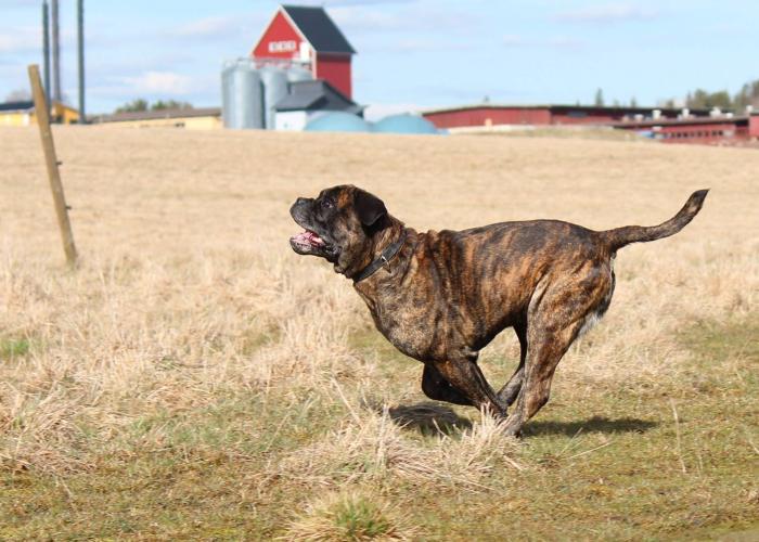 Cane Corso juoksee