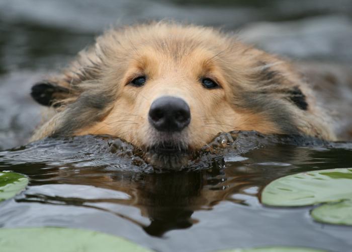 collie, pitkäkarvainen, ui